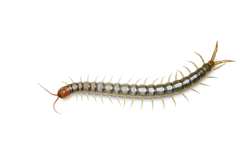 How Many Legs Does A Centipede Have?