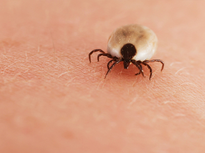 Ticks are Active in the Winter