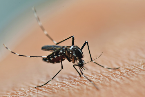 Zika Virus – Mosquito Borne Disease