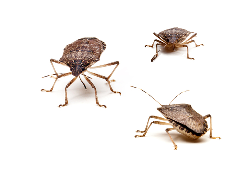 Preventing The Arrival Of Stink Bugs In Your Home