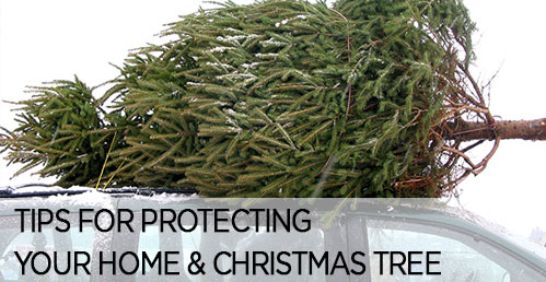 Protecting Your Christmas Tree & Home From Unwanted Pests