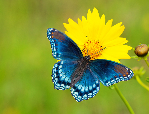 Stay Bug-Free While Spring Cleaning