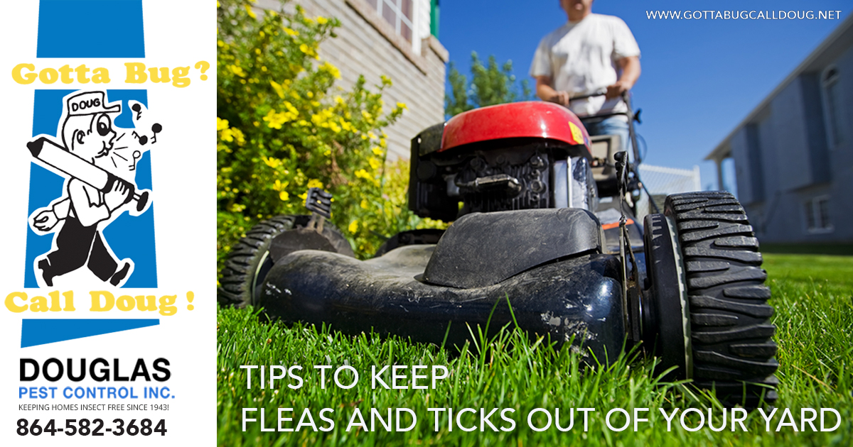 Tips To Keep Fleas and Ticks Out Of Your Yard