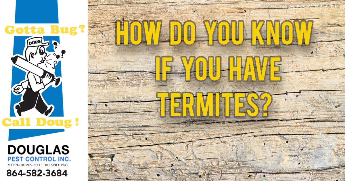 How Do You Know If You Have Termites?