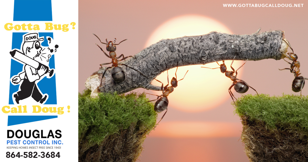 Keeping Insects and Rodents Out Of Your Home