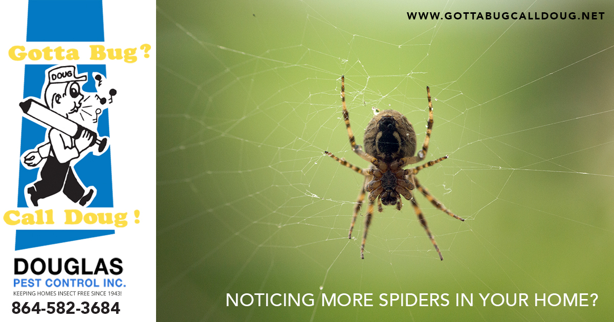 Spiders In Your Home?