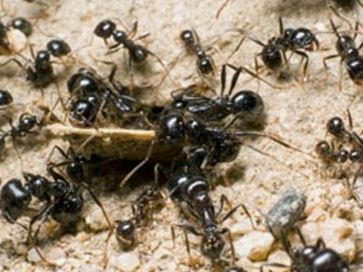 Ant Investation 