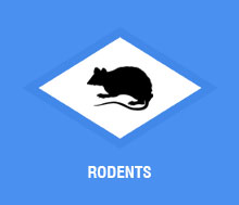 Rodent Control